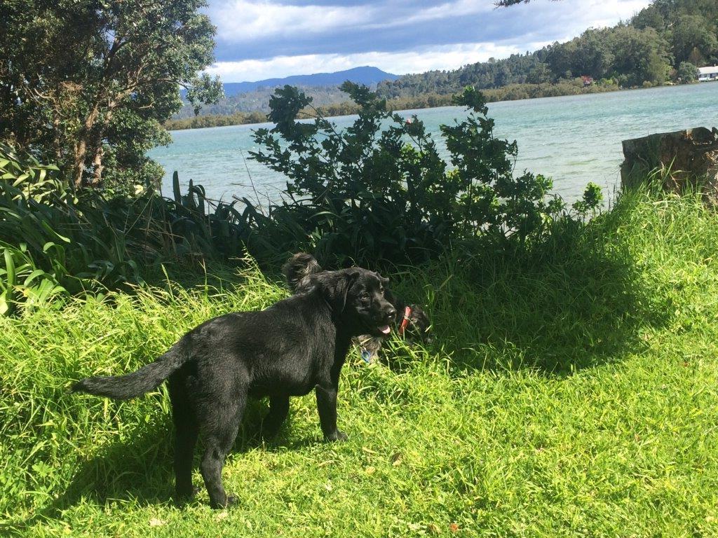 Rosalie On Albert B&B Whitianga Exterior foto